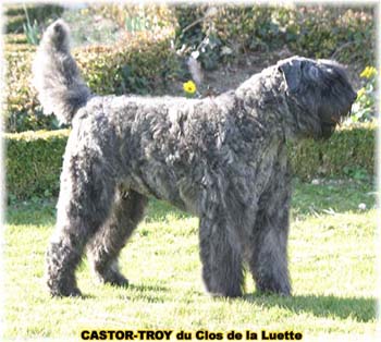 bouvier des flandres du clos de la luette - copyright d&eacute;pos&eacute;